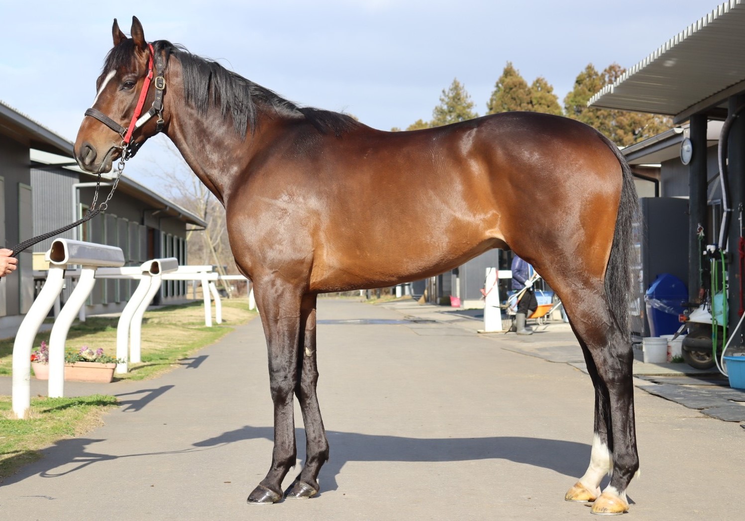 コスモアイトーン　Cosmo Aithon　　牡　４歳　　※中央競馬　登録抹消_main1