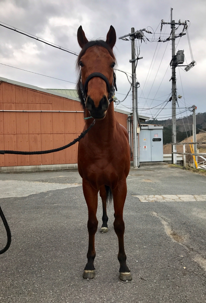 エーシンヴァーゴウの16 A Shin Virgo 16 牡 ３歳 ※未登録の３歳馬 