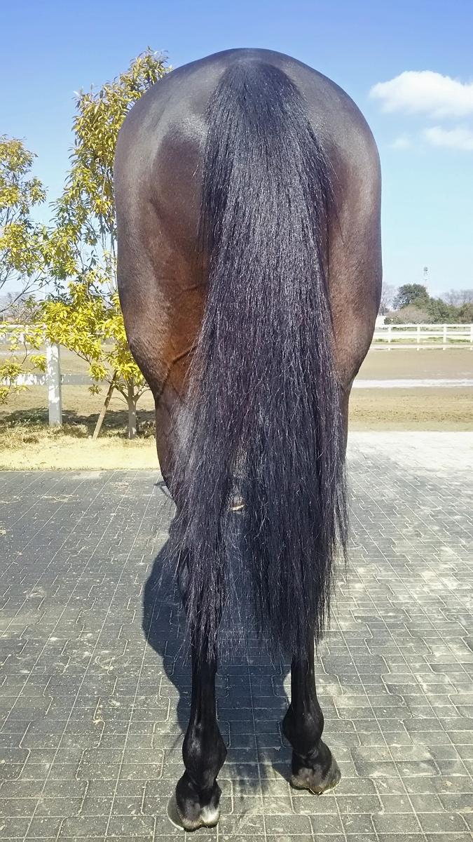 タイキフロンティア Taiki Frontier 牡 5歳 ※中央競馬 登録抹消