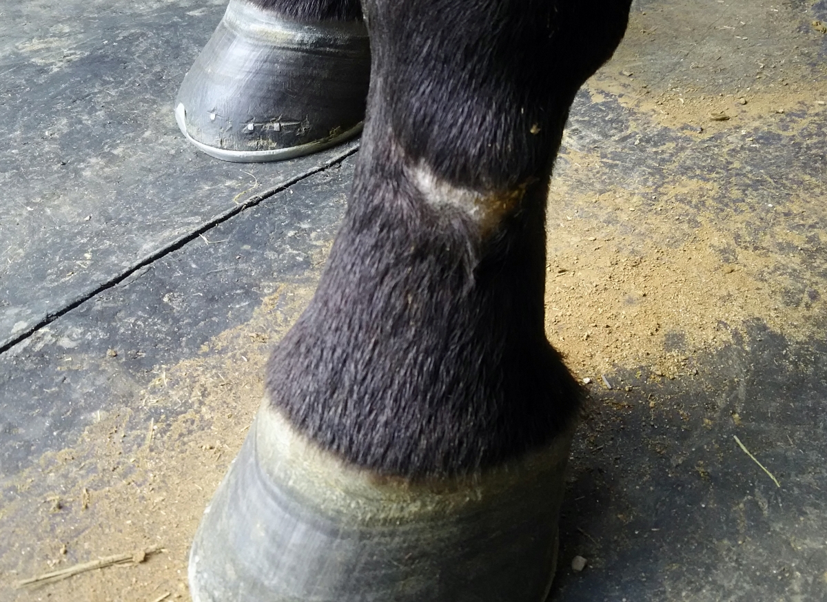 タイキフロンティア Taiki Frontier 牡 5歳 ※中央競馬 登録抹消