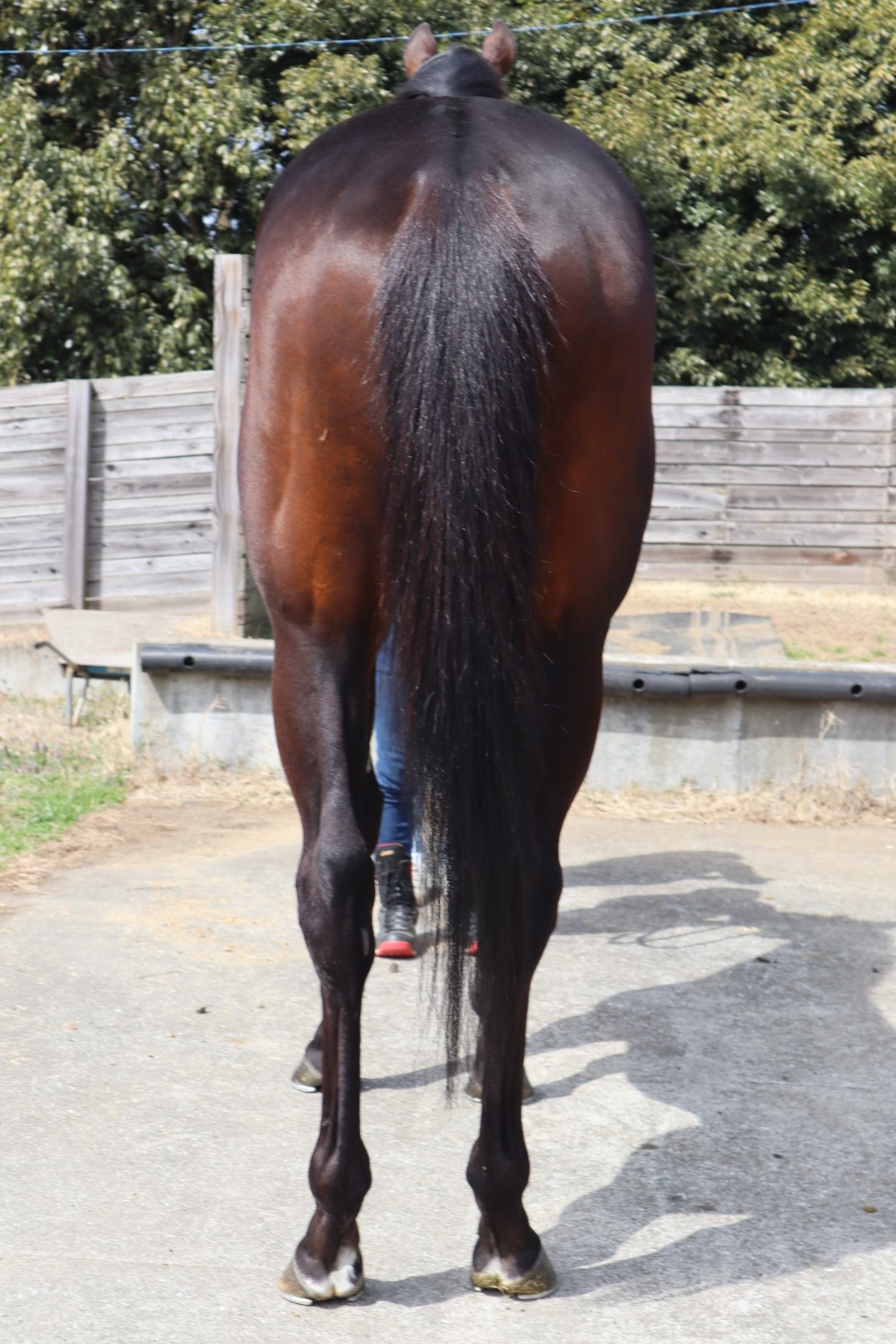 ウイングラドナス Win Gladness 牡 3歳 ※中央競馬 登録抹消 ウイングラドナス Win Gladness 牡 3歳 ※中央競馬 登録抹消