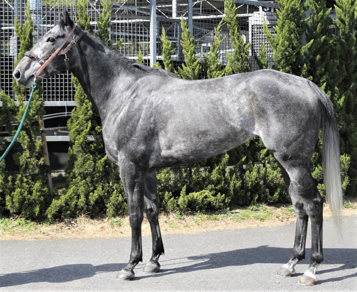 ニーニャ　Nina　　牝　　５歳　　※中央競馬　登録抹消_main1