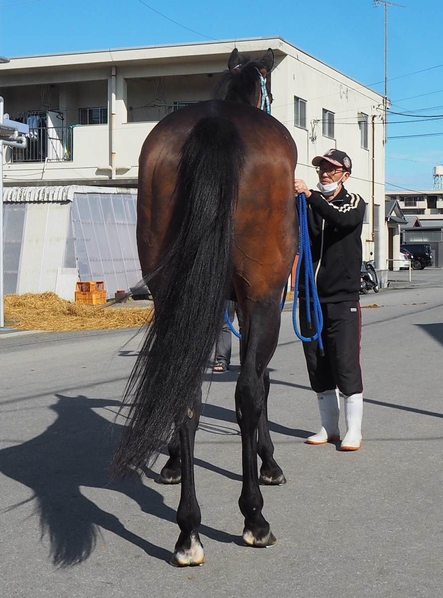 ロックンライフ Rock'n Life 牝 4歳 ※地方競馬 在籍