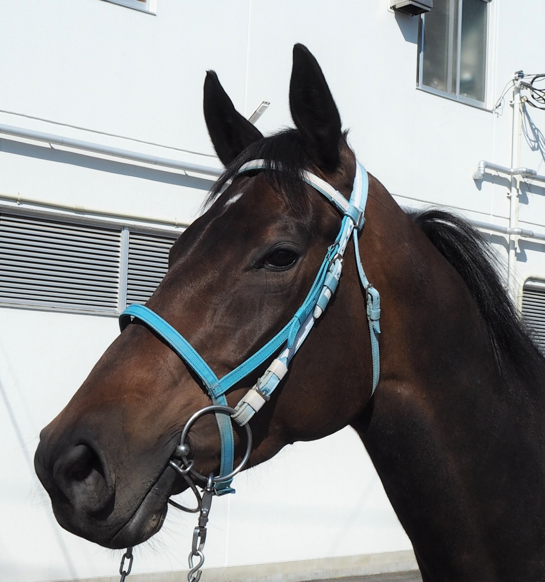 競馬占いと作戦 【書き込みあり】 ロックンライフ Rock'n Life 牝 4歳 ※地方競馬 在籍