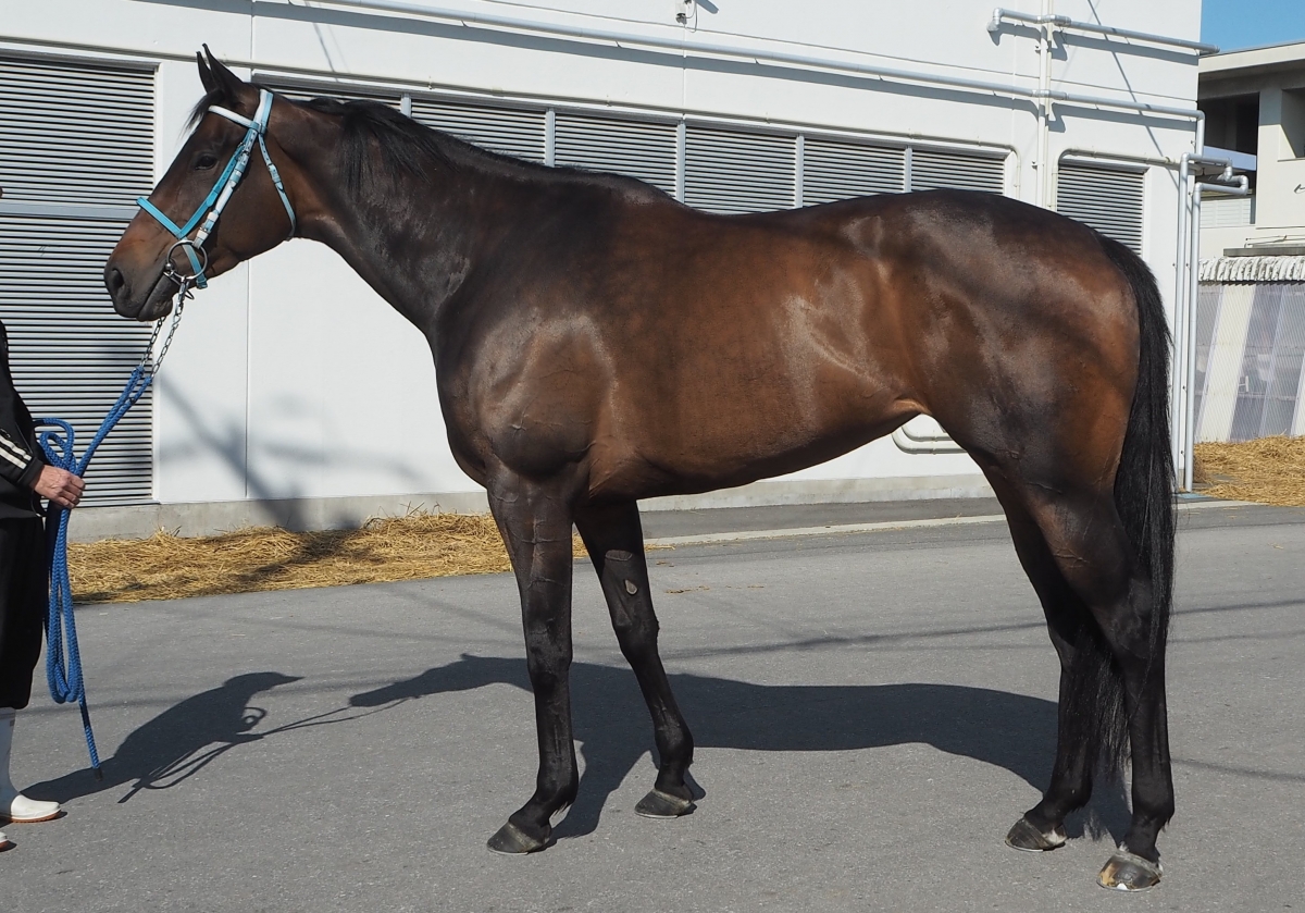 競馬占いと作戦 【書き込みあり】 絶版本】競馬占い作戦 黄小娥 初版 - メルカリ