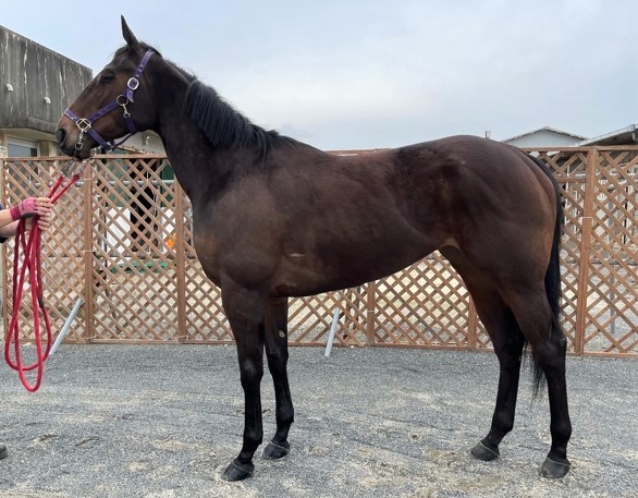 オークヒルハウス　Oak Hill House　　牝　４歳　　※地方競馬　在籍_main1