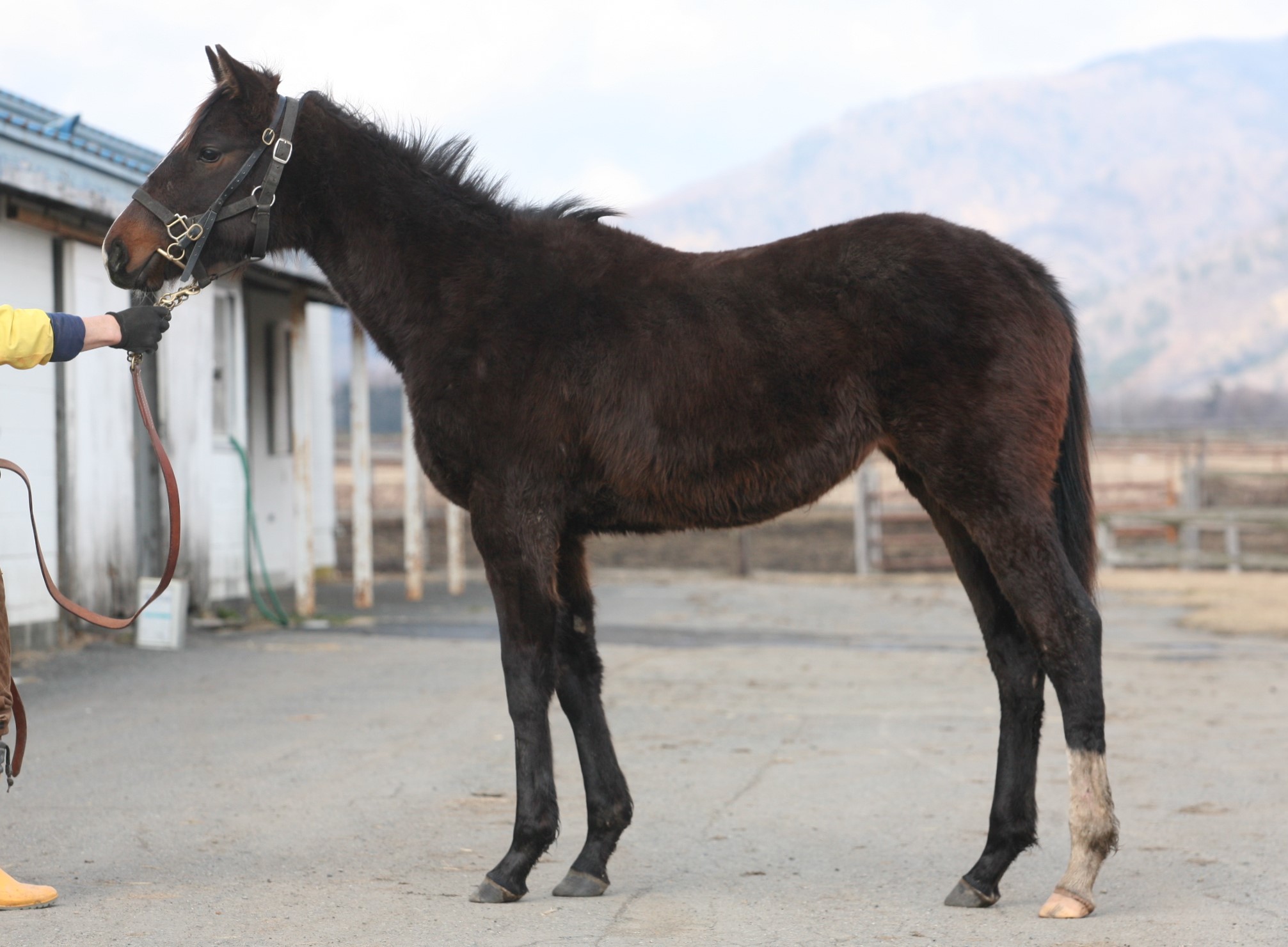 カルブンクルスの19　Carbunculus 19　　牝　１歳　　※育成中の1歳馬_main1