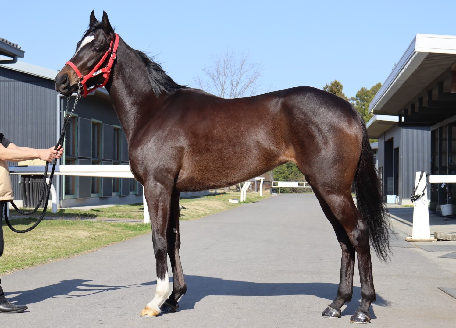 メイショウサソリザ Meisho Sasoriza 牝 ３歳 ※中央競馬 登録抹消 | サラブレッドオークション