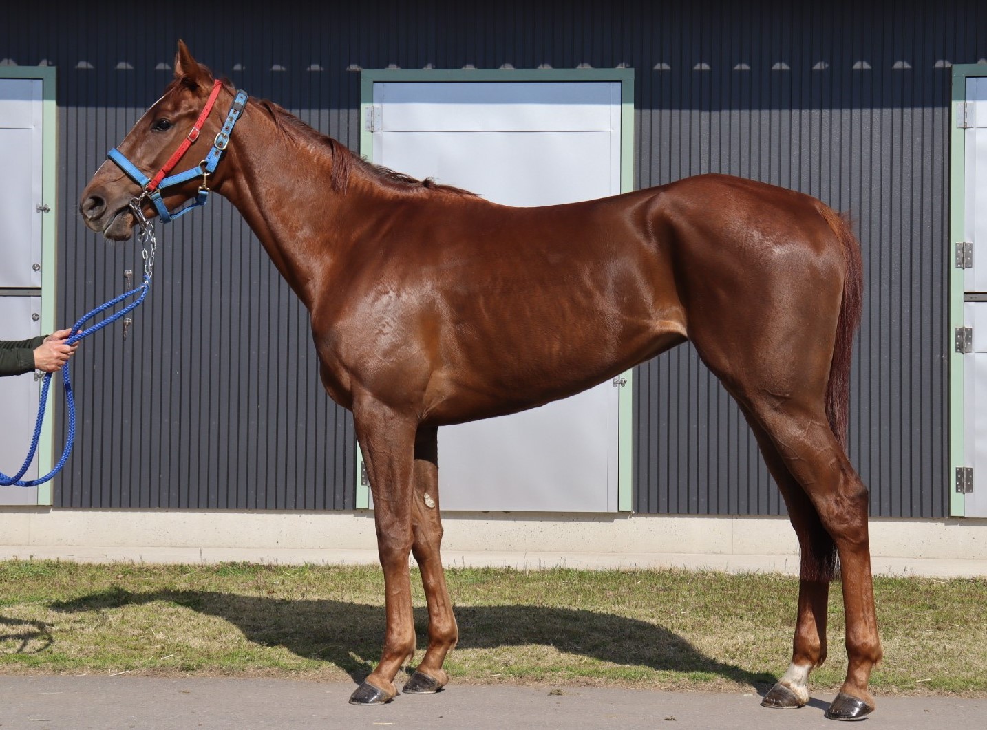 ミスファビュラス Miss Fabulous 牝 3歳 ※中央競馬 登録抹消