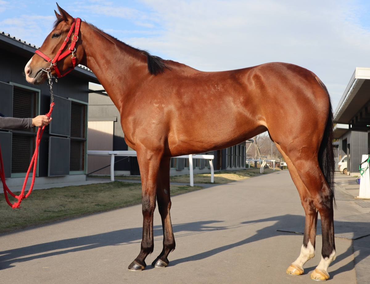 パパドプロス Papadopoulos 牝 4歳 ※地方競馬 在籍 サラブレッドオークション