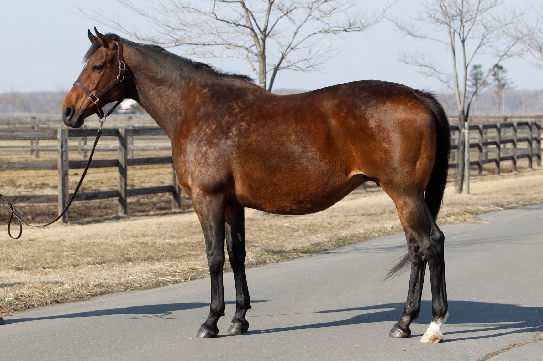 ピサノアラバスター Pisa no Alabaster 牝 12歳 ※繁殖牝馬（空胎
