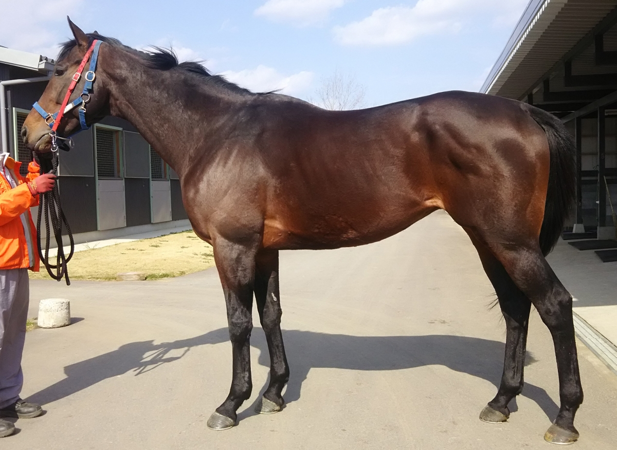 マイネルヴェルス　Meiner Vers　　牡　６歳　　※中央競馬　登録抹消_main1