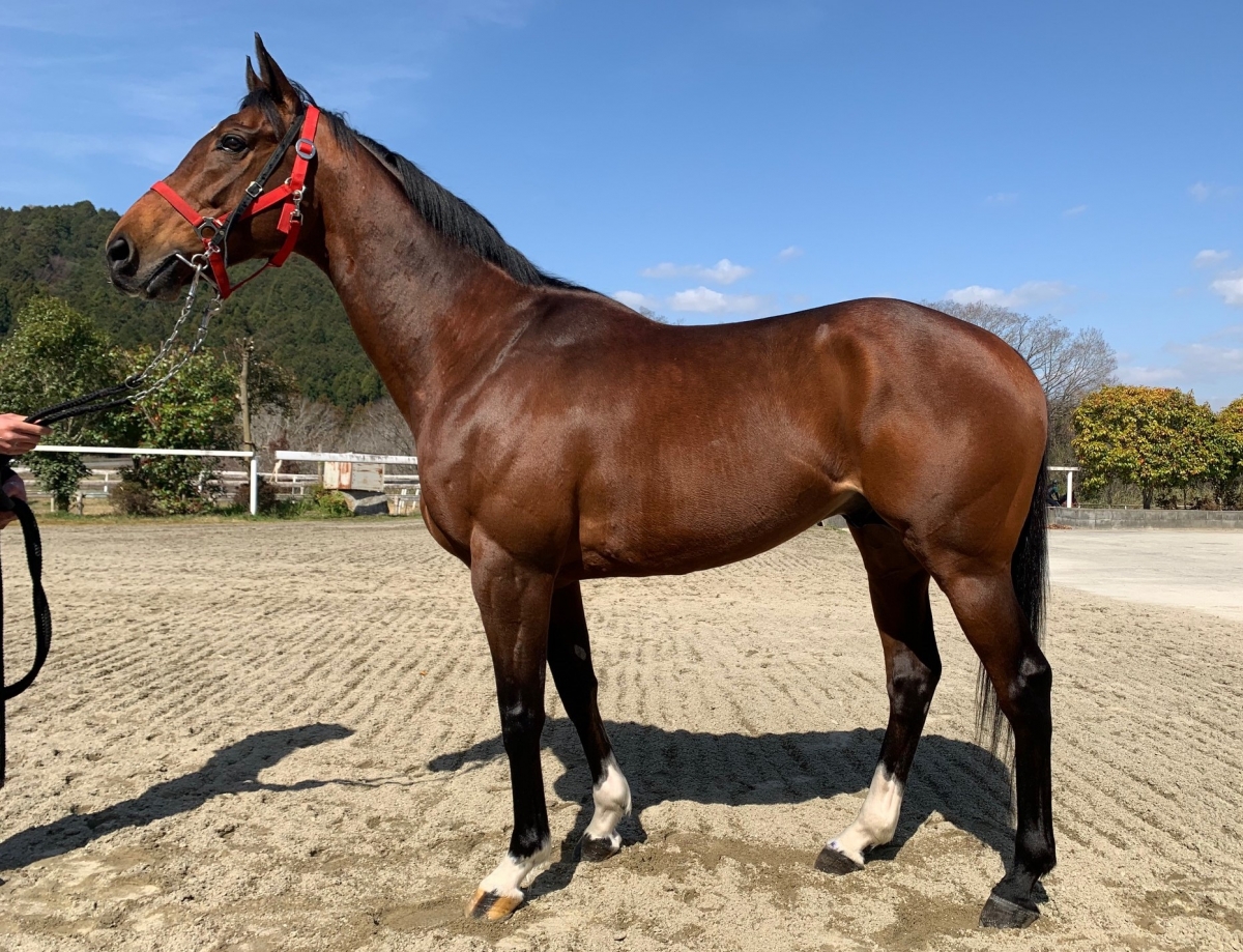 ユノディエール　Hunaudieres　　牡　７歳　　※中央競馬　登録抹消_main1