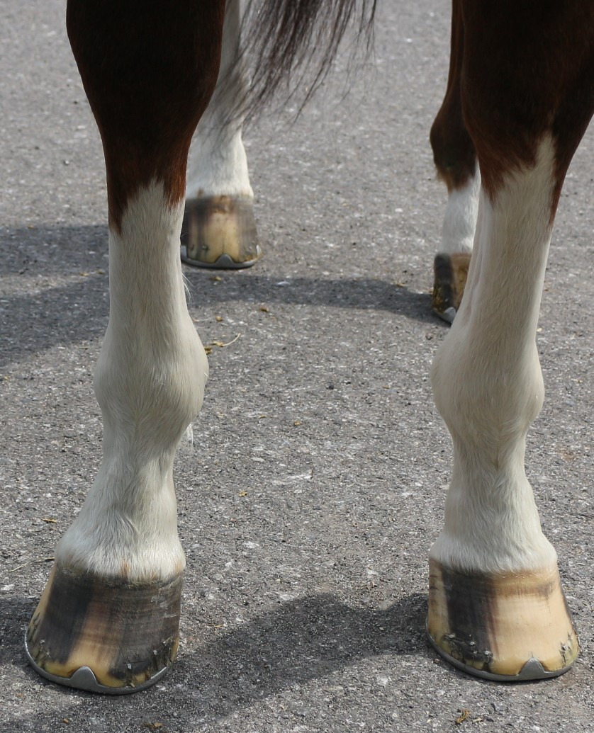 ディグニファイド Dignified セン 7歳 ※中央競馬 登録抹消