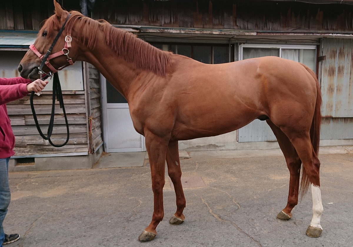 競馬ブックネットSHOP on X: 