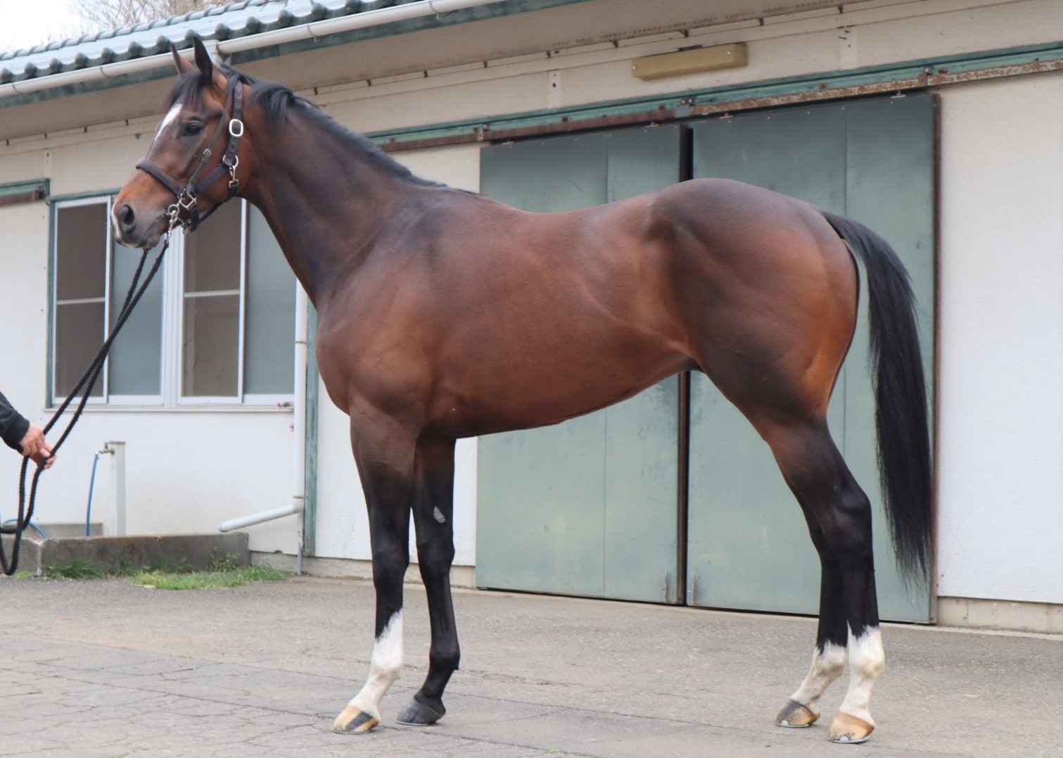 ブレイク Break 牡 3歳 ※中央競馬 登録抹消 | サラブレッド