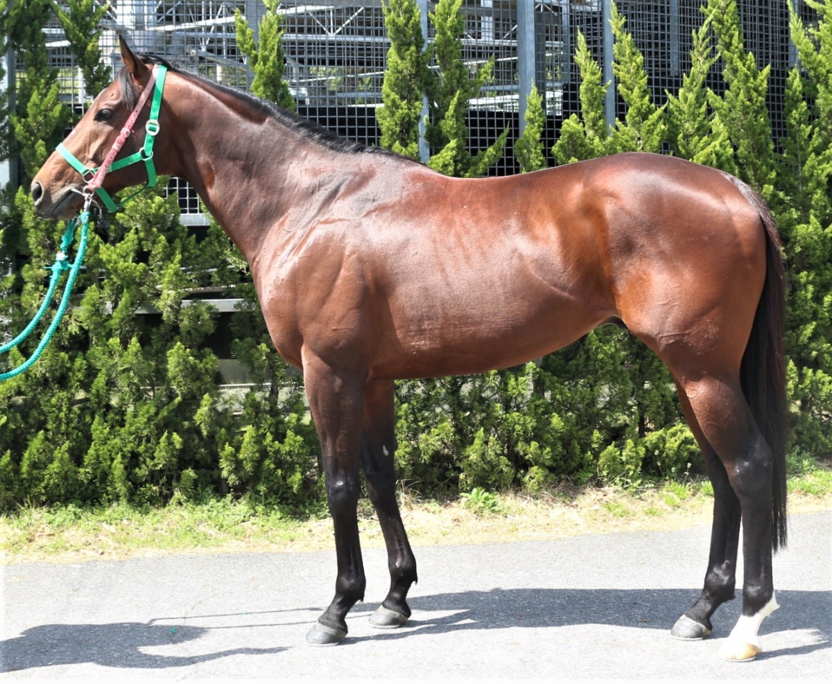 ロイヤルバローズ Royal Barows 牡 ７歳 ※中央競馬 登録抹消 | サラブレッドオークション