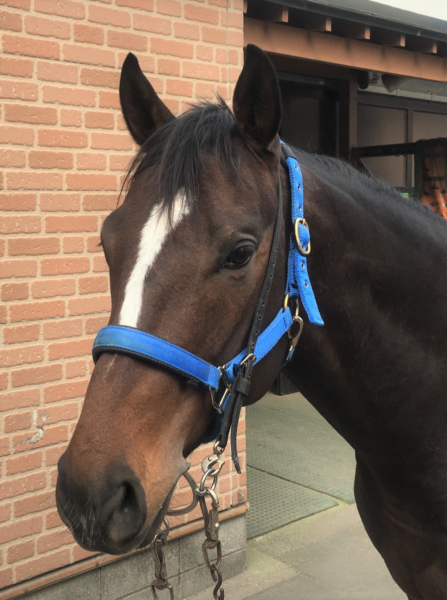 スーパースターマン Superstar Man 牡 4歳 ※地方競馬 在籍 スーパースターマン Superstar Man 牡 4歳 ※地方競馬 在籍