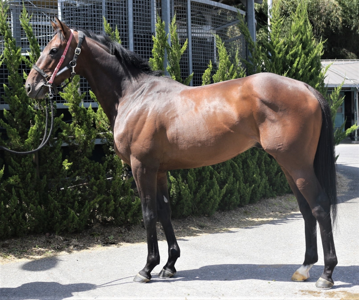 クレイジースピード Crazy Speed 牡 3歳 ※中央競馬 登録抹消