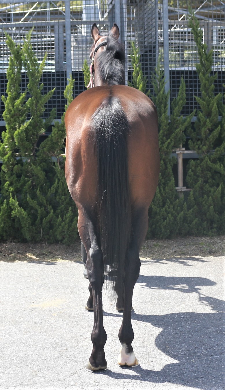 クレイジースピード Crazy Speed 牡 3歳 ※中央競馬 登録抹消