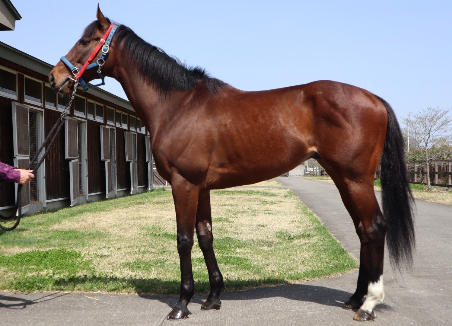 リンシャンカイホウ Rinshankaiho セン 6歳 ※中央競馬 登録抹消