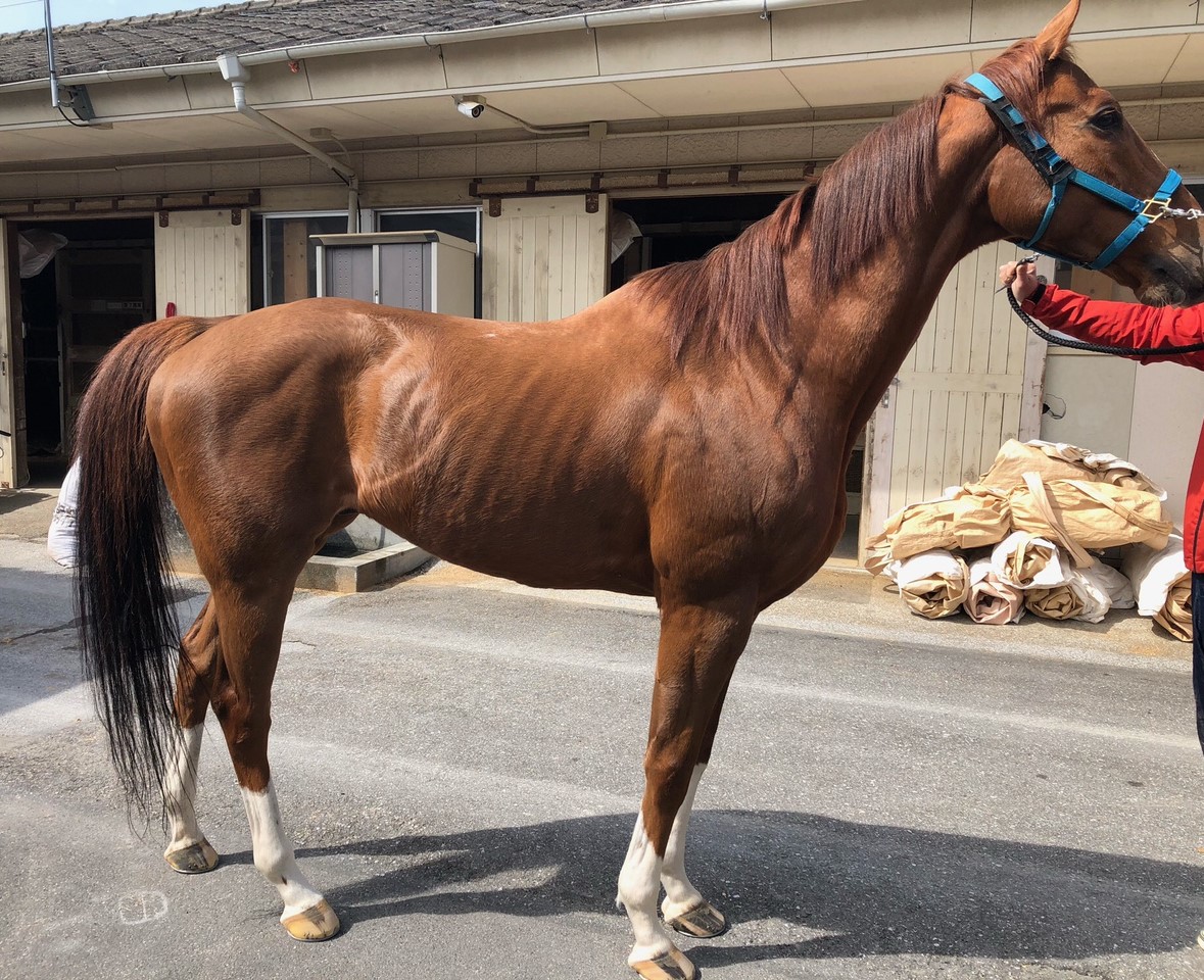 クリンチャー 天皇賞春2018 馬券 - スポーツトイ・アクショントイ