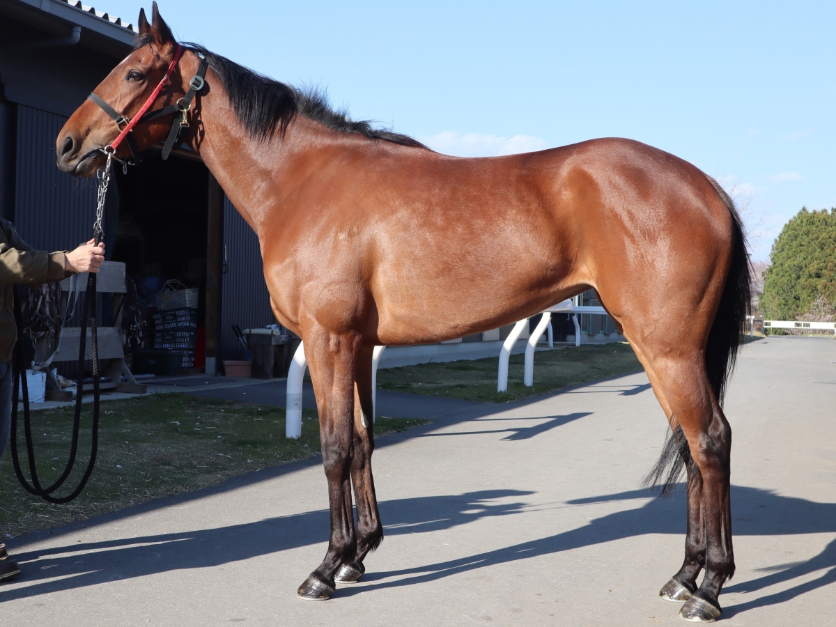 ストーリーズ　Stories　　牝　３歳　　※中央競馬　登録抹消_main1