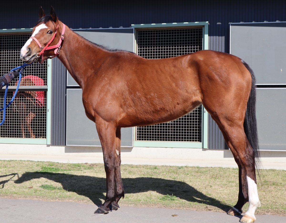 トーセンフレール Tosen Fleur 牝 4歳 ※地方競馬 在籍