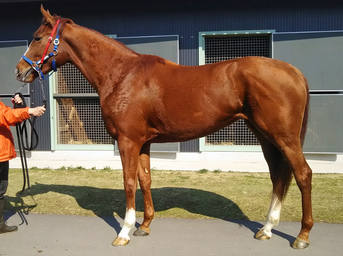 ターフエンプレス　Turf Empress　　牝　３歳　　※中央競馬　登録抹消_main1