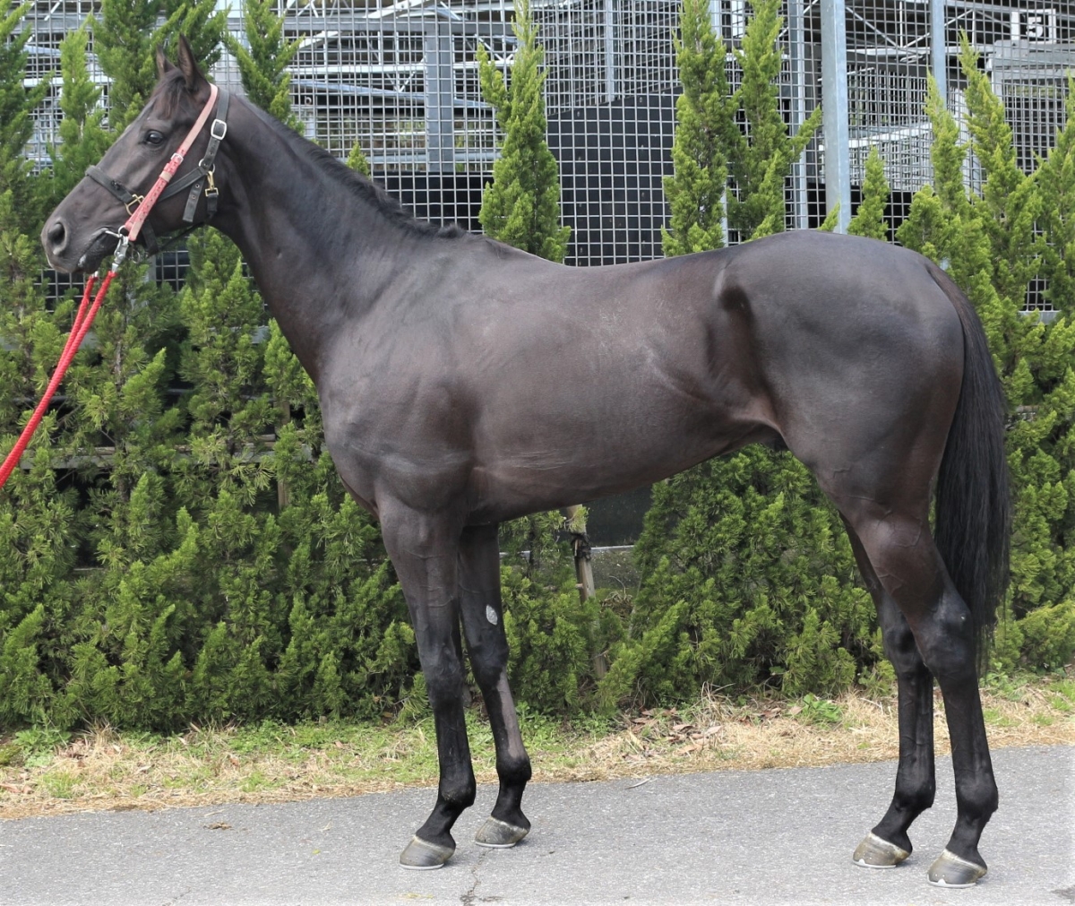 ボンドマシン Bond Machine 牡 ３歳 ※中央競馬 登録抹消 | サラブレッドオークション