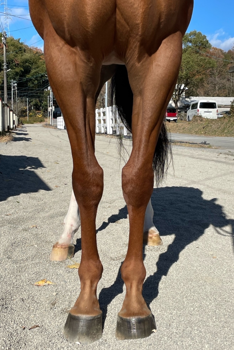 エッシャー Escher セン 8歳 ※地方競馬 在籍 | サラブレッドオークション