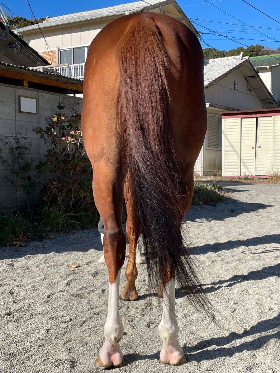 エッシャー Escher セン 8歳 ※地方競馬 在籍 | サラブレッドオークション