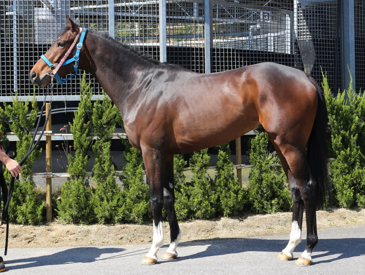 チャリスオブオナー　Chalice of Honor　　牡　３歳　　※中央競馬　登録抹消_main1