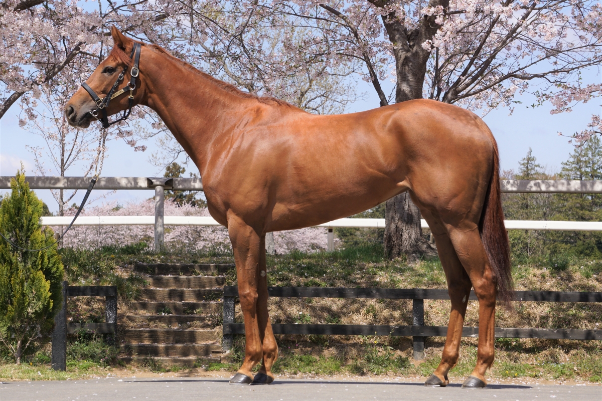 トリアエズナマ Toriaezu Nama 牝 4歳 ※地方競馬 在籍 | サラブレッド