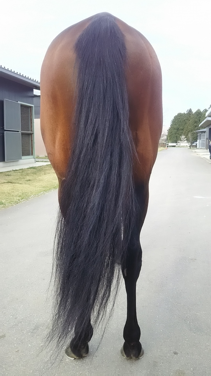 シュタルク Stark 牡 3歳 ※中央競馬 登録抹消 | サラブレッド