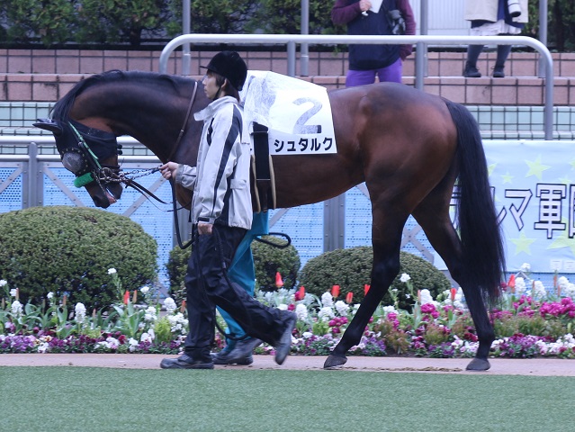 シュタルク Stark 牡 3歳 ※中央競馬 登録抹消 | サラブレッド シュタルク Stark 牡 3歳 ※中央競馬 登録抹消 | サラブレッド