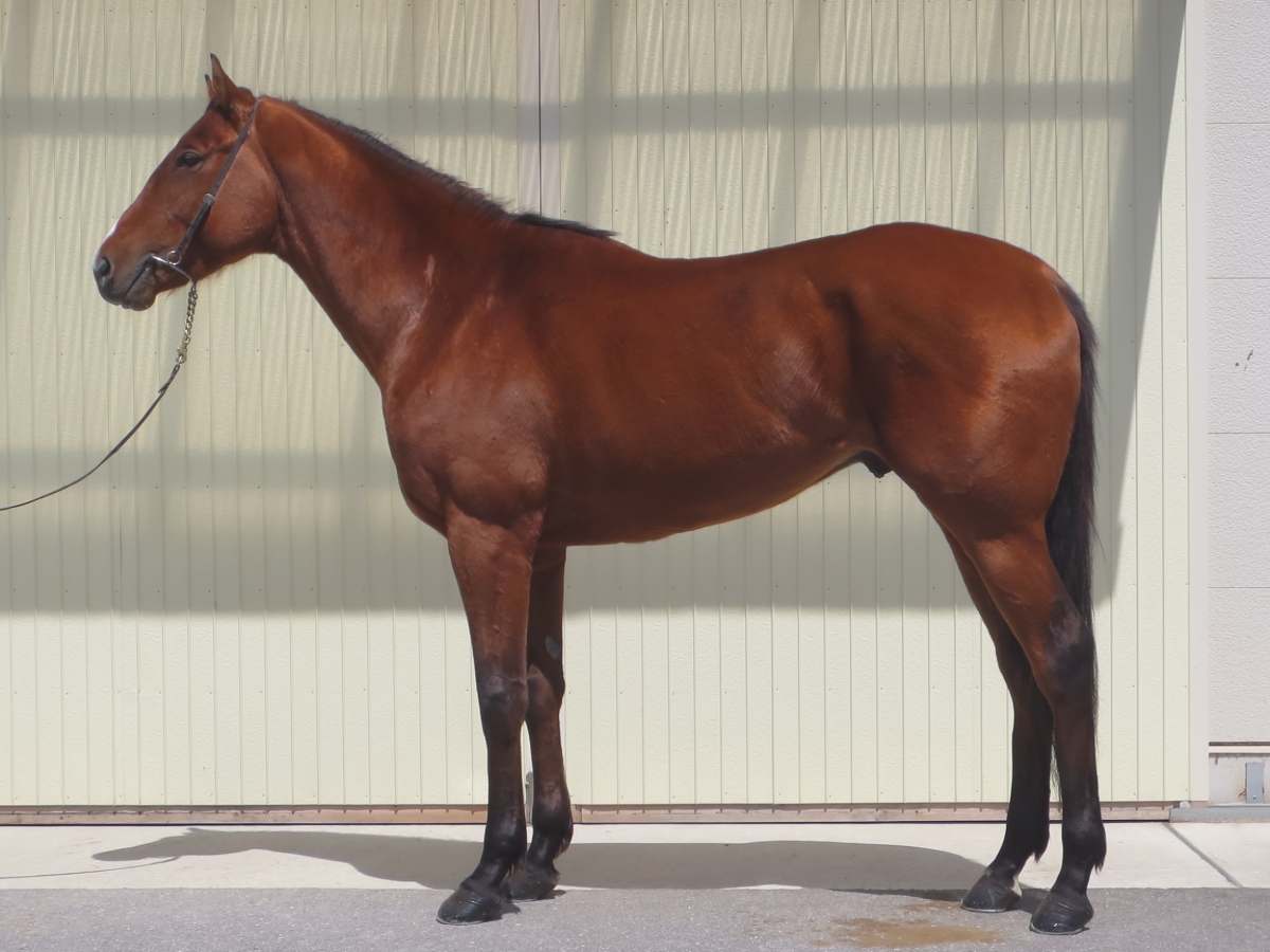 ディアペルラン Dear Pelerin 牡 3歳 ※中央競馬 登録抹消 サラブレッドオークション