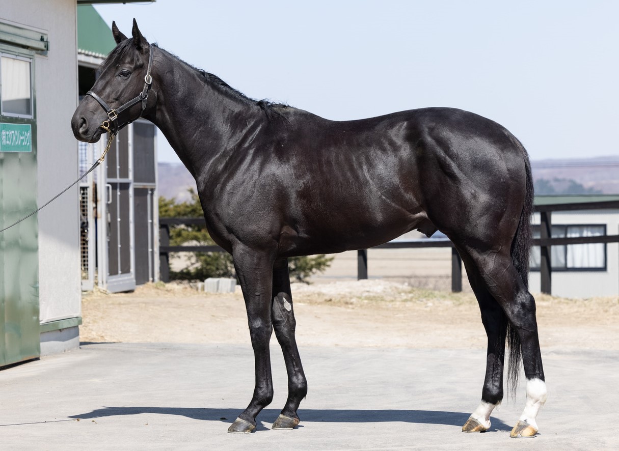 ヴァシロペス セン4歳 ※地方競馬 在籍 | サラブレッドオークション