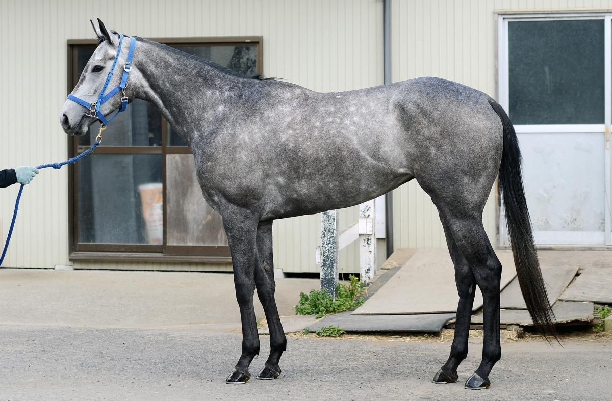 未開封品】東ハト サラブレッドピンズ 29個まとめ売り 未開封品】東