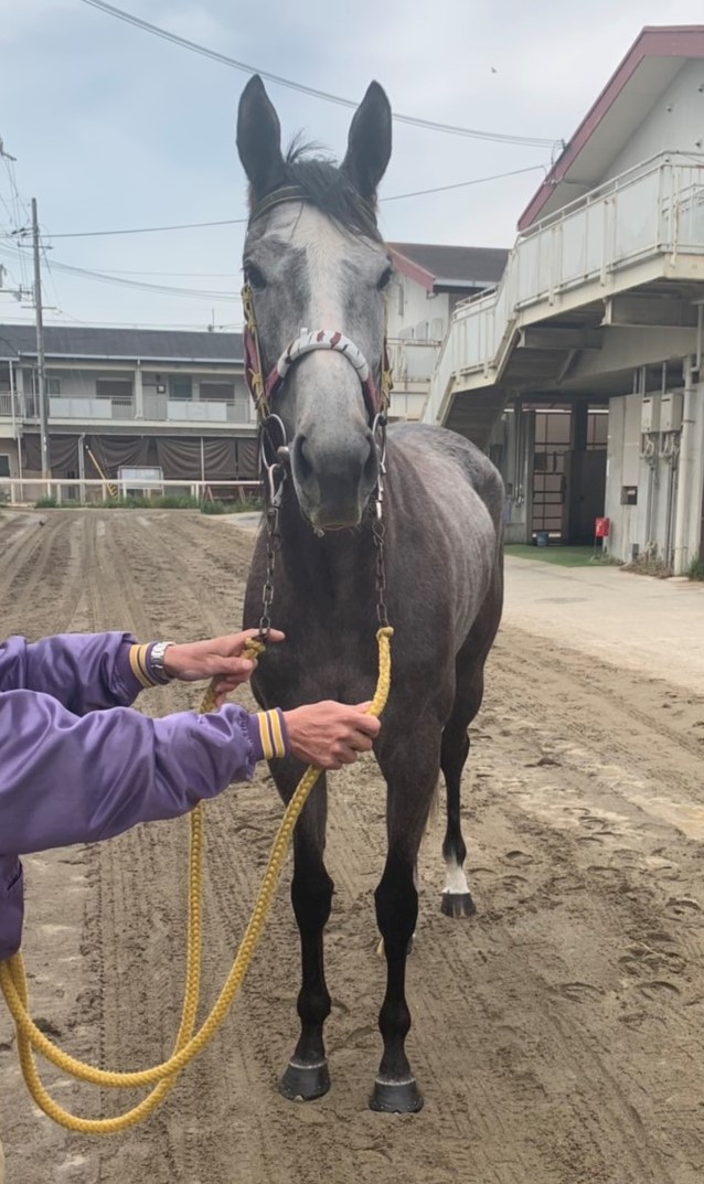 ホワイトヘブン White Heaven 牝 4歳 ※地方競馬 在籍