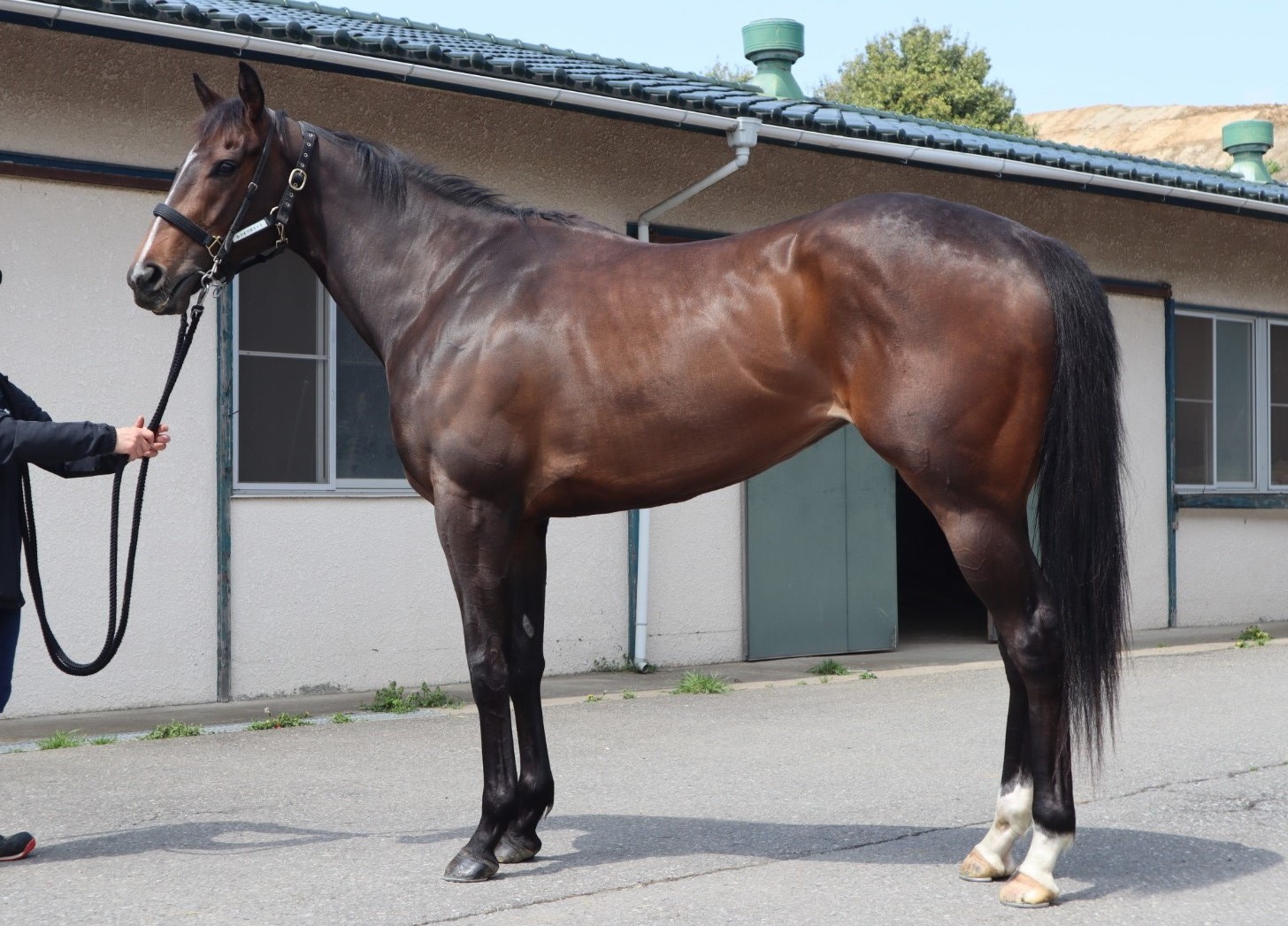 ウオッカvsダイワスカーレット。日本の競馬史上