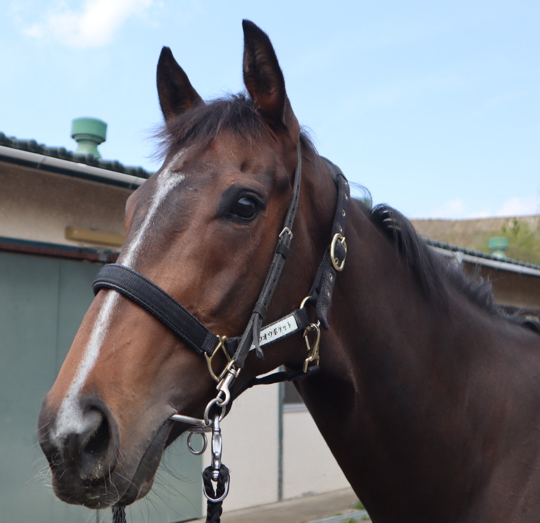 ホウオウポケット Ho O Pocket 牝 3歳 ※中央競馬 登録抹消