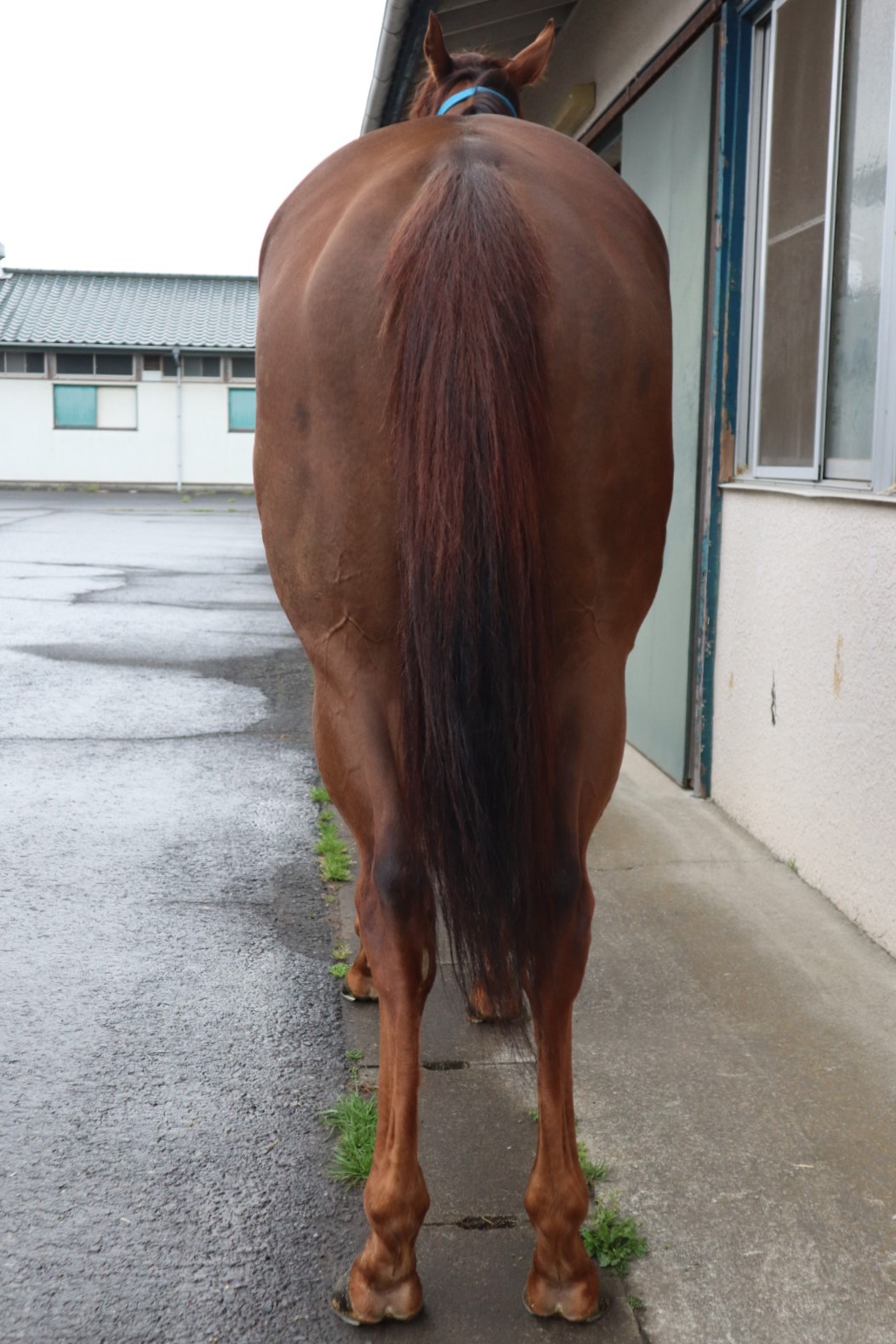 スマートミニヨン Smart Mignon 牝 4歳 ※地方競馬 在籍