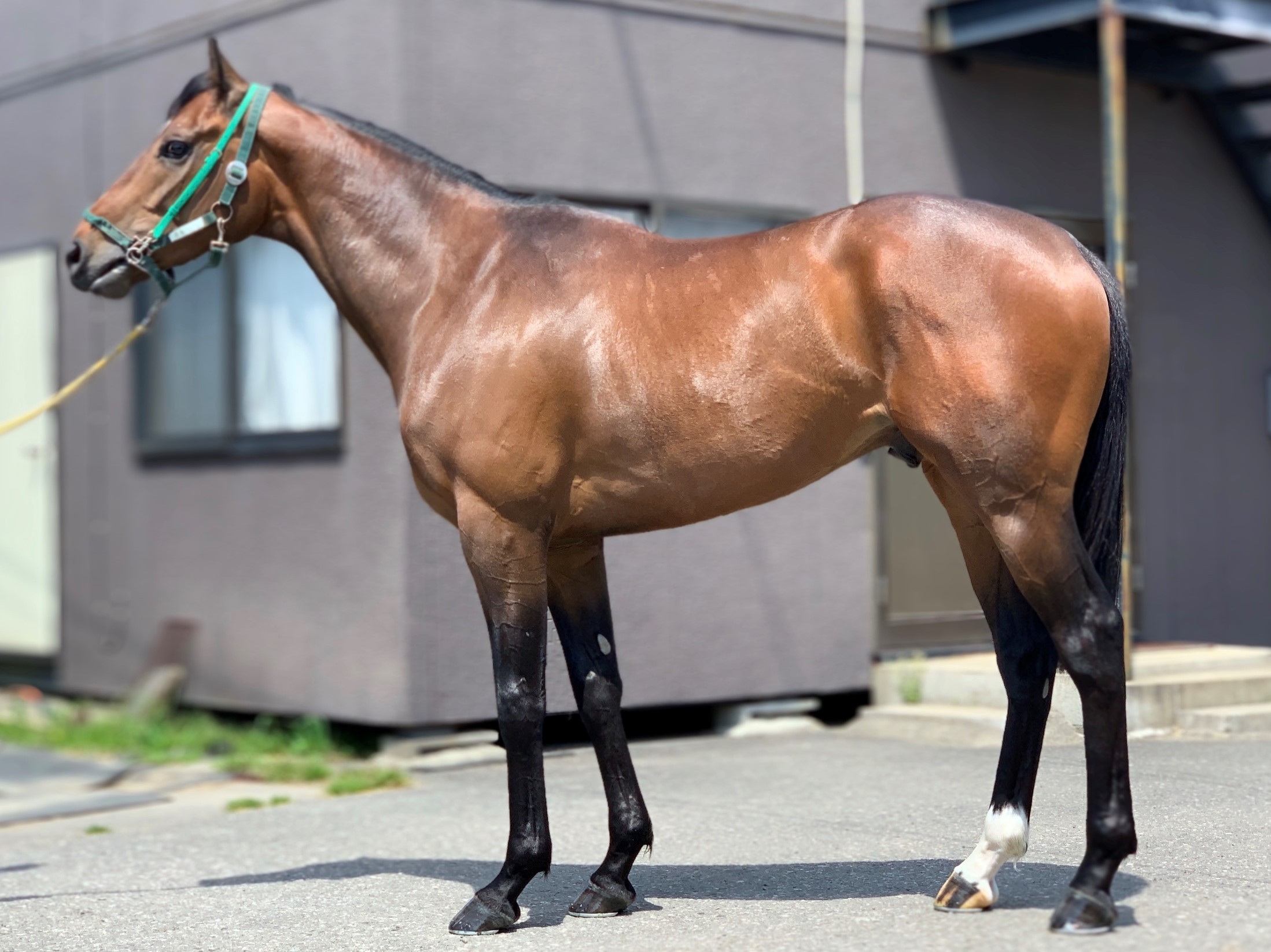 グランエスタード　Gran Estado　　牡　３歳　　※中央競馬　登録抹消_main1