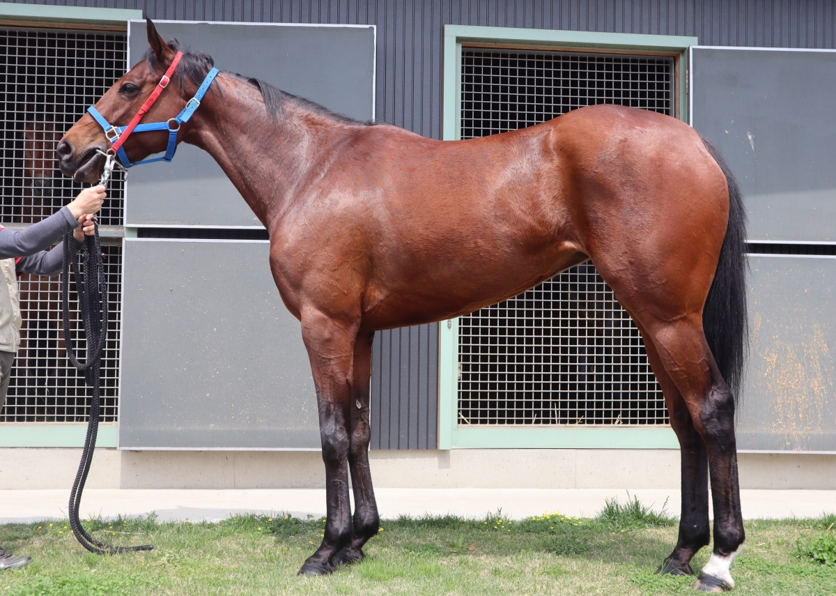 ワンサイドピアス Oneside Pierce 牝 4歳 ※地方競馬 在籍