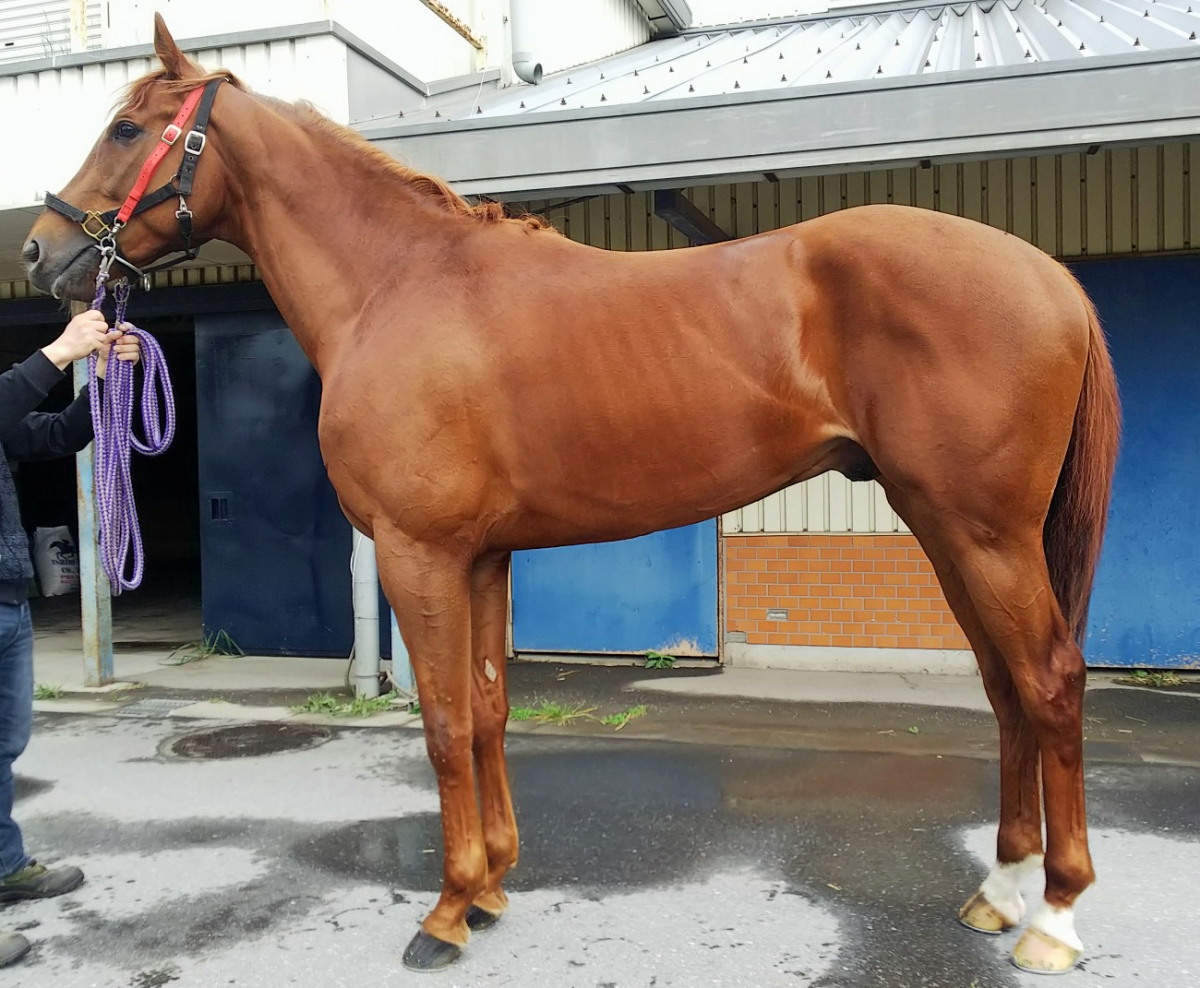 メルズーガ Merzouga 牡 3歳 ※中央競馬 登録抹消
