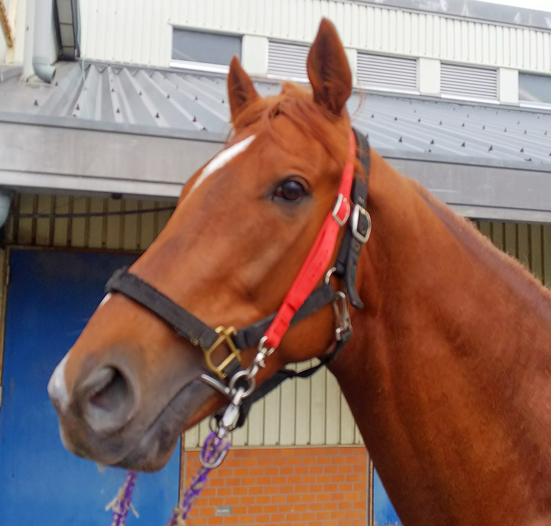 メルズーガ Merzouga 牡 3歳 ※中央競馬 登録抹消 メルズーガ Merzouga 牡 3歳 ※中央競馬 登録抹消