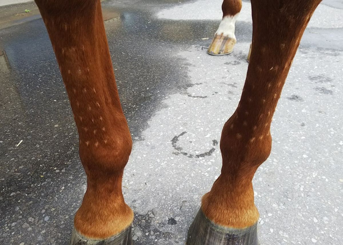 メルズーガ Merzouga 牡 3歳 ※中央競馬 登録抹消 メルズーガ Merzouga 牡 3歳 ※中央競馬 登録抹消