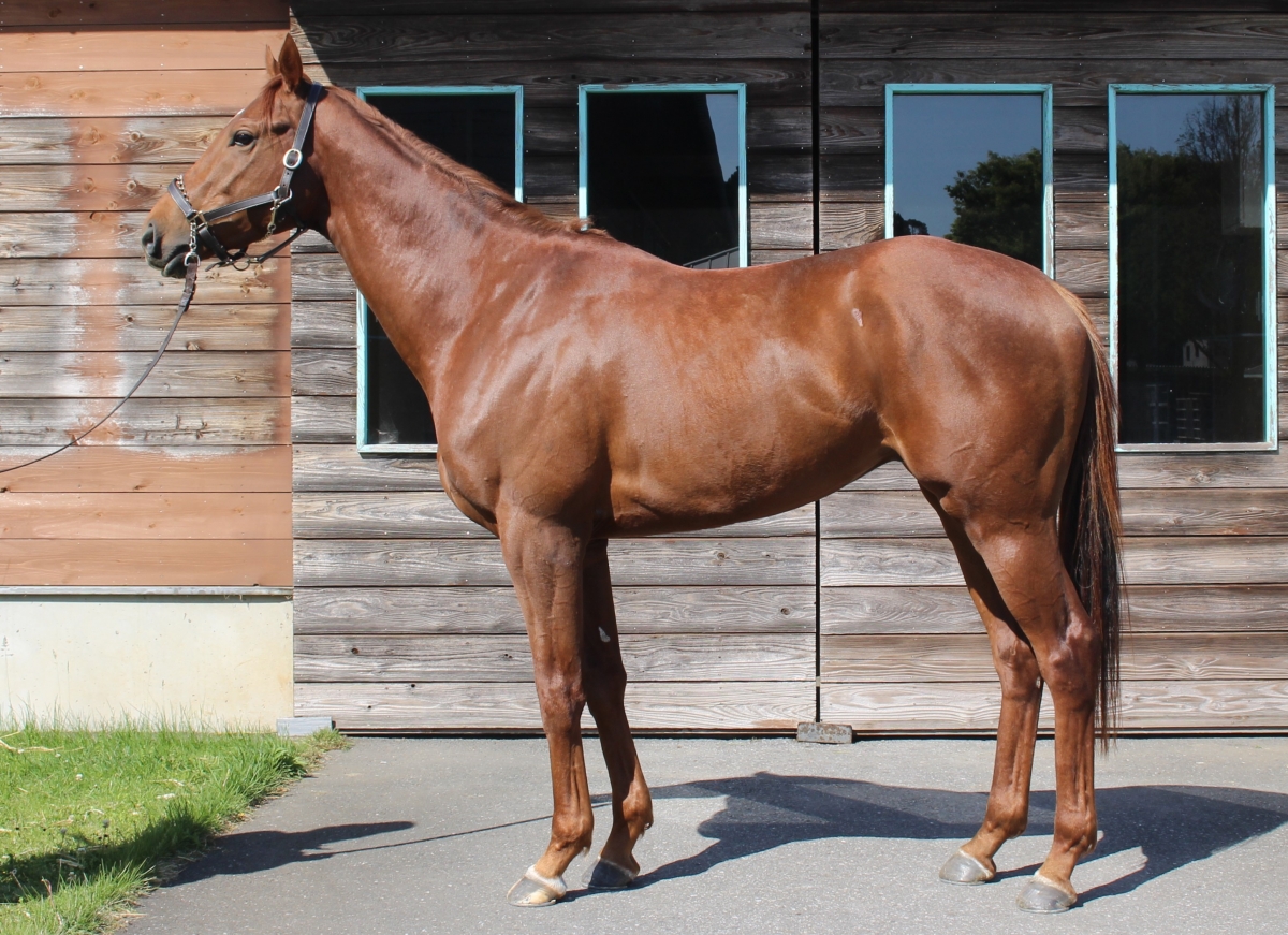 ワンズワード　One's Word　　牡　３歳　　※中央競馬　登録抹消_main1