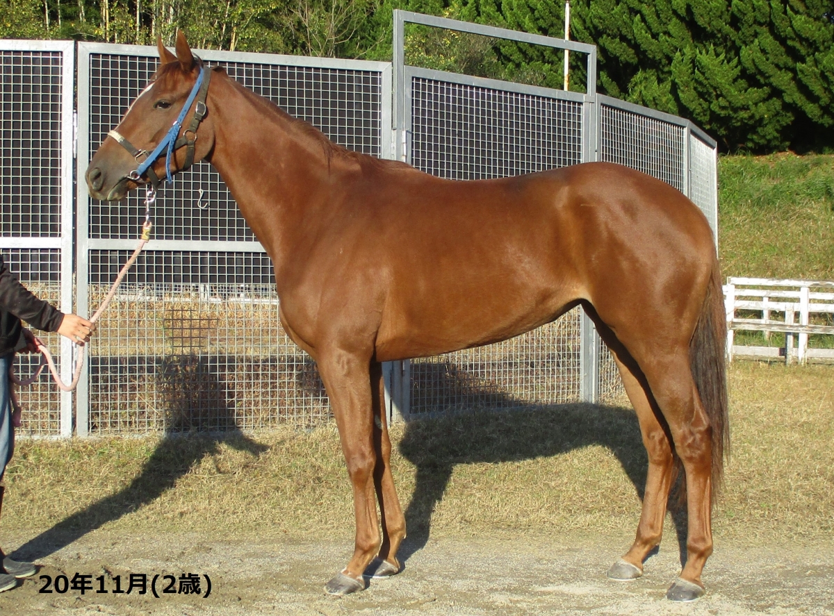 サプライズギフト Surprise Gift 牝 ３歳 ※地方競馬 在籍